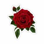 Beauty Splendour by Alice profile picture