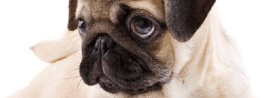 Dog lover Profile Picture