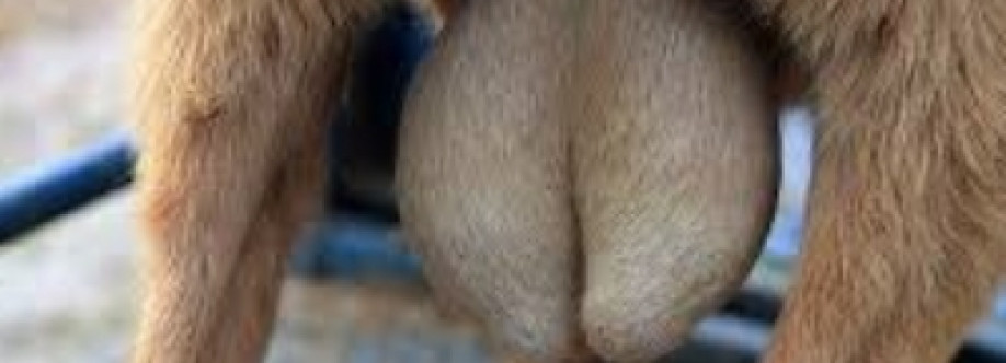Goat Fighting Ball Profile Picture