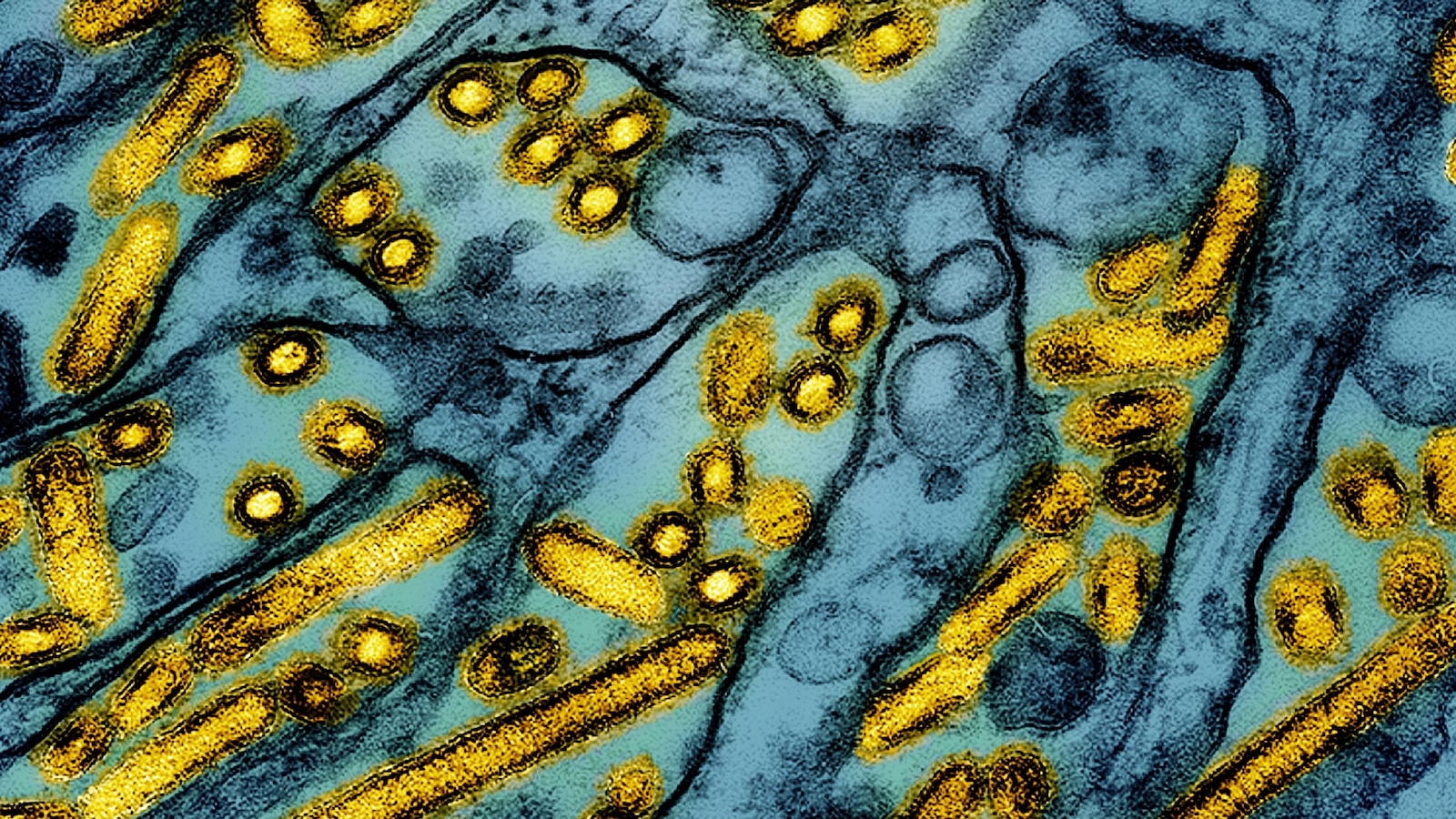 Bird flu found in a Georgia commercial flock for the 1st time amid the nationwide outbreak - ABC News