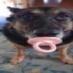 Harley Watts-Conn Profile Picture