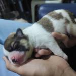 Scarlett profile picture