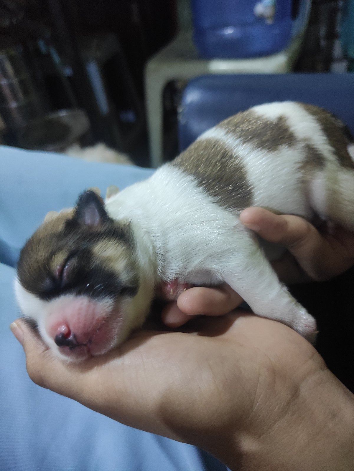 Scarlett Profile Picture