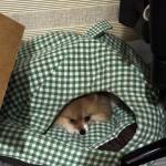 Seinn Lei Hnin profile picture