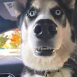 Aung Khant Soe profile picture